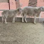 فحل حري وشاه