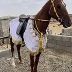 حصان للبيع كفو كفو كفو العمر 5 سنوات شي نضيف ومنوه