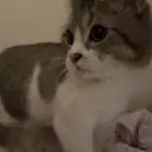 قط سكوتش ستريت للبيع