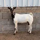 عنز للبيع