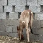 للبيع