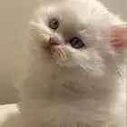 قطط للبيع