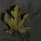 مندوب توصيل طلبات ومشاوير بلجرشي وماحولها