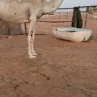 للببع الثنو الطيبه