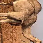 مفرود على حليب ناهي