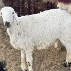 خرفان للبيع