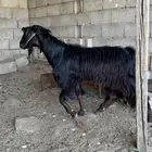 للبيع فحل شرط شرط