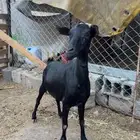 عنز حاصب