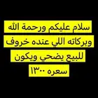 اللي عنده خروف للبيع يتواصل