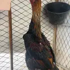 ديك شاموا ياباني اوسكا