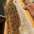 نحال ولدي المعرفه والخبره في النحل