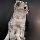 قط سكوتش فولد