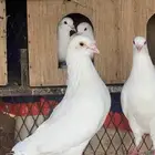 حمام فرنسي احجام سوبر جامبو 1