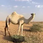 للبيع بكره حقه طيبه