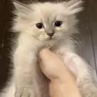 قطه للبيع