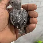 فروخ روز غر من انتاجي