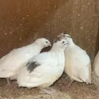 سمان تكساس العملاق بشاير