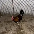 ديك للبيع شرط اضرب وآذان كفو العمر 5شهور