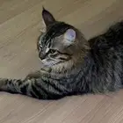 قطو شيرازي ذكر للتبني العاجل