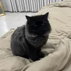 قطوه للتبني