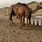 قعدان