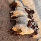 ذبايح هرافى نعيم 90 تقييم تمارا