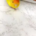 ببغاء بينو هدد داخلي اليف