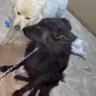 للبيع ثلاث كلاب جيرمن و هاسكي