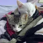 cat for adoption