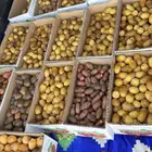 خرفه للبيع جمله بيشه