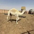 حاشي شحم نظيف