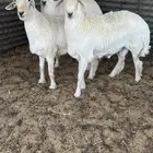 خرفان للبيع