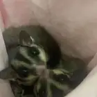 زوج السنجاب الطائر
