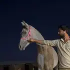 فرس شعبيه