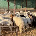 بهم فاخر تمم البيع