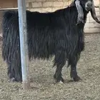 تيس عارض