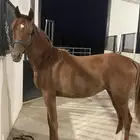 مهر واهو دم فاخر