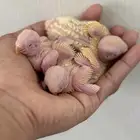 للبيع 3 حبات روز لاتينو