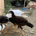 فروخ دجاج سندي