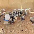 دجاج