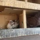 حمام كنق سوبر جانبو