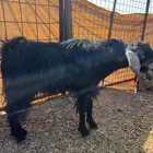 تيس فحل مشروط بلضراب ونضيف مشروط من جميع المراض