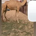 هجن
