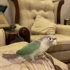 كنيور اليف وهدد ((نشبه )) تم البيع