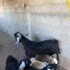 تيس رباع شرط يقرع