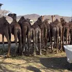 حشو تربيه