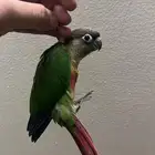 كنيور يلوسايد رد فاكتور