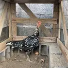 دجاجه سنديه فوليا اسود