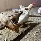 دجاج لوهمان بياض