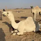 لقحه وضحاء كفو شرط من جميع العذاريب .